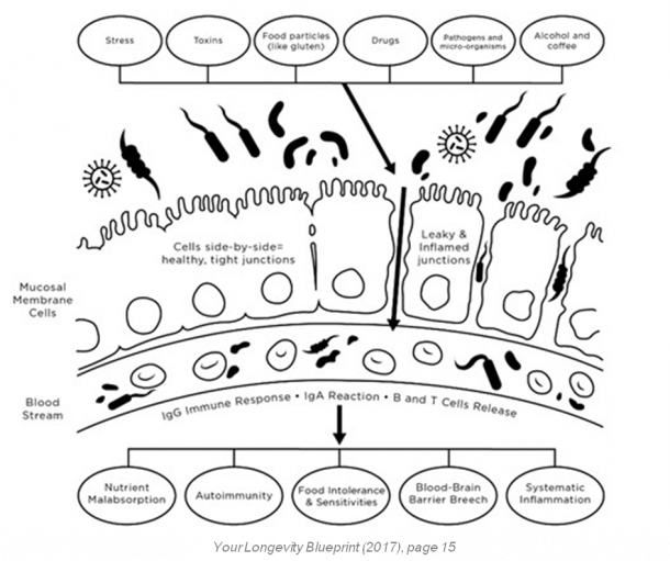 Is Leaky Gut Damaging the Foundation of Your Health? Discover the ...